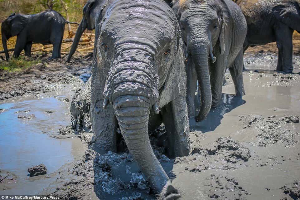 A Muddy Good Time Playful Baby Elephants Cooling Off In The African Heat 4