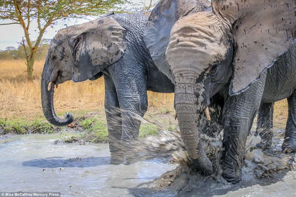 A Muddy Good Time Playful Baby Elephants Cooling Off In The African Heat 6