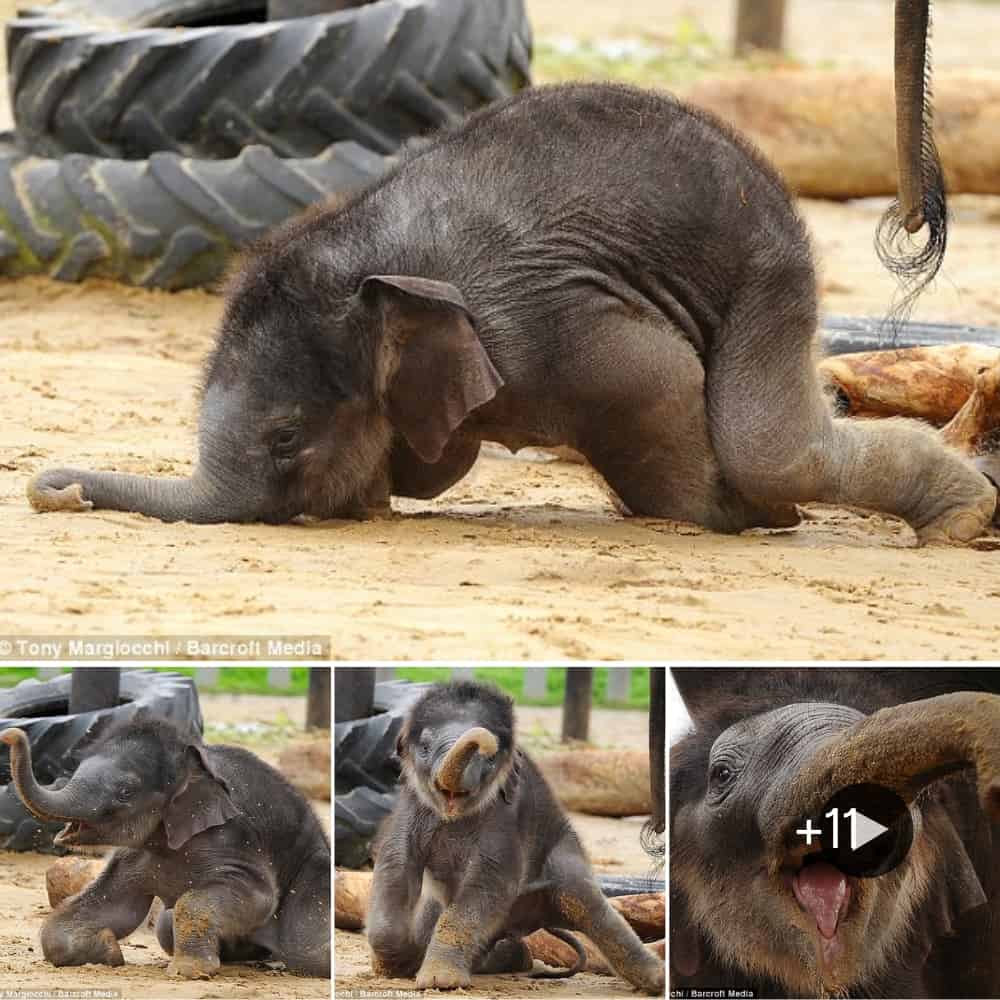 Adorable Baby Elephant Takes A Tumble And Melts Hearts