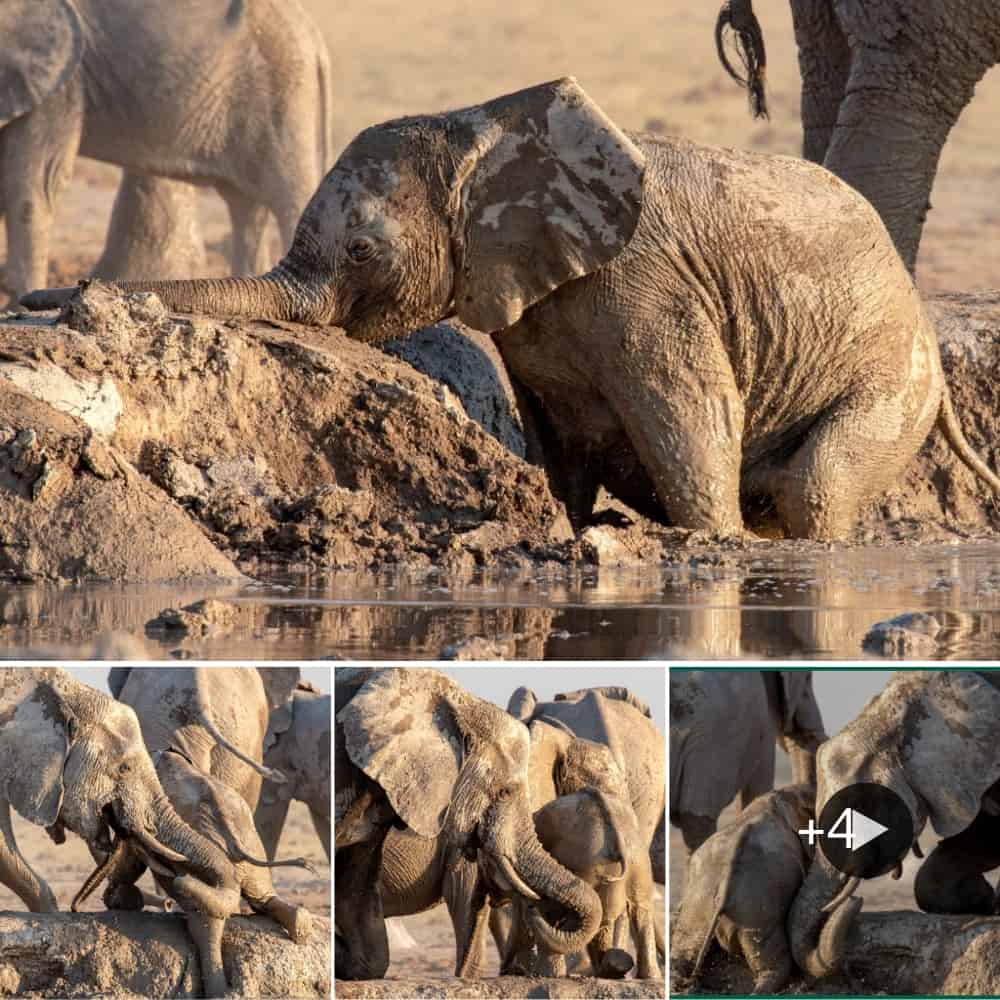 Baby Elephant Rescued By Herd In Touching Display Of Teamwork