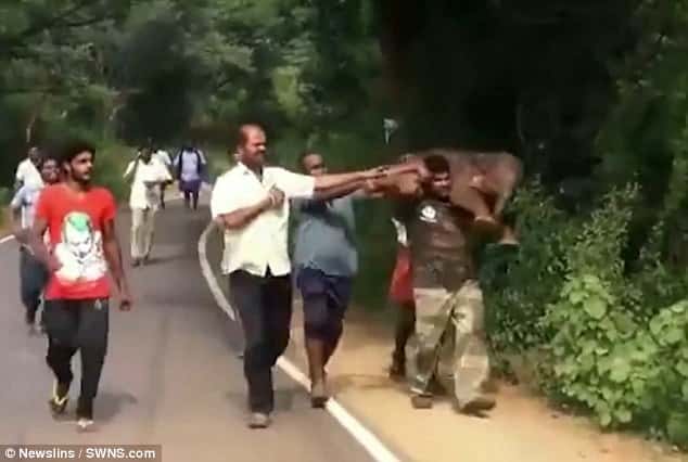 Baby Elephant Had Got Stuck In Mud In A Dried Up Forest Canal 2