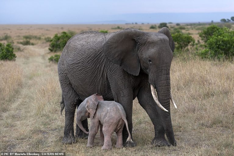 Baby pink elephant thrives against all the odds