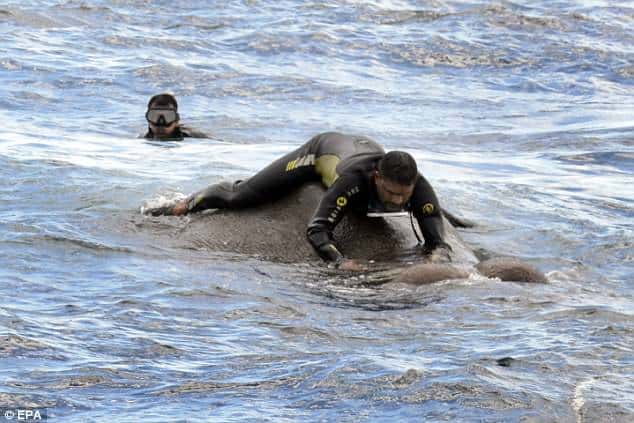 Elephant Has A Miraculous Escape After Being Swept Five Miles Out To Sea 3