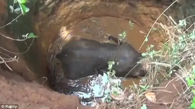 Heart Warming Moment A Baby Elephant Is Finally Rescued From A Well After Desperately Trying To Dig Itself Free With Its Trunk 1