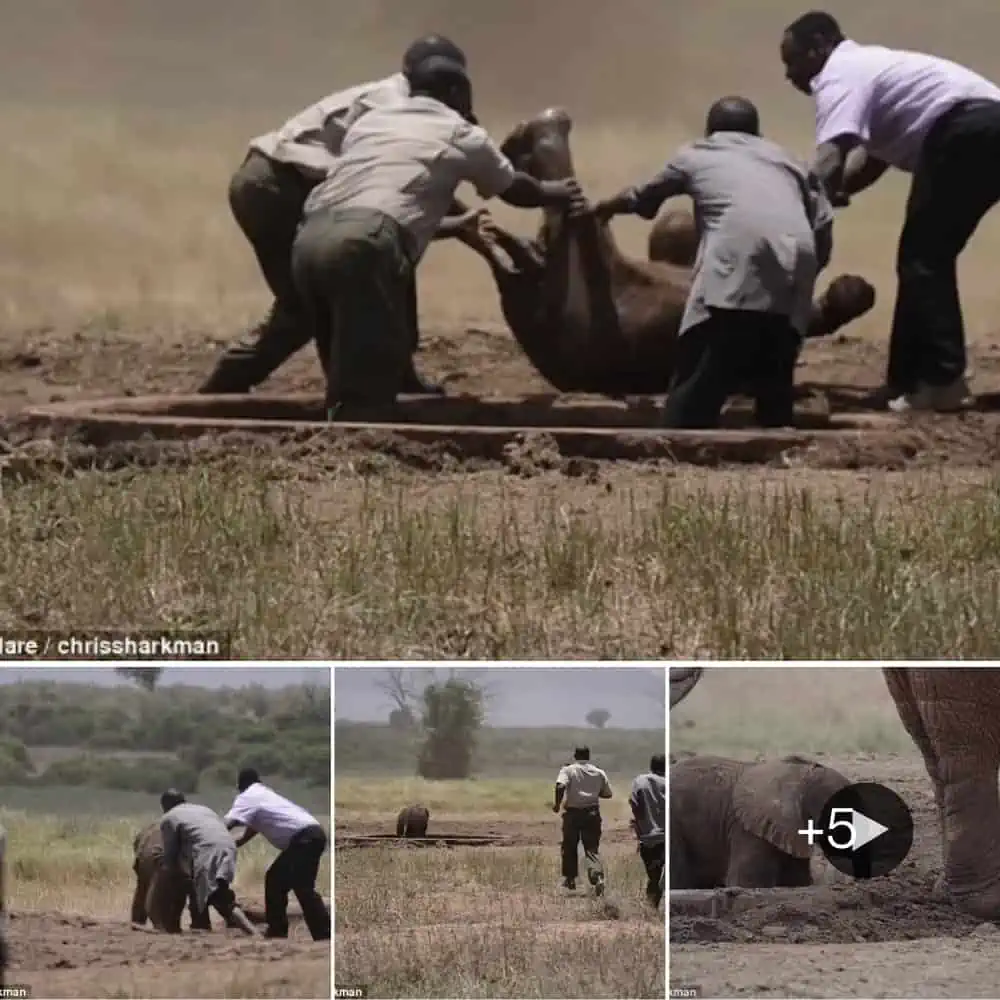 Watch As Helicopter Crew Heroically Saves Baby Elephant And Reunites It With Its Mother