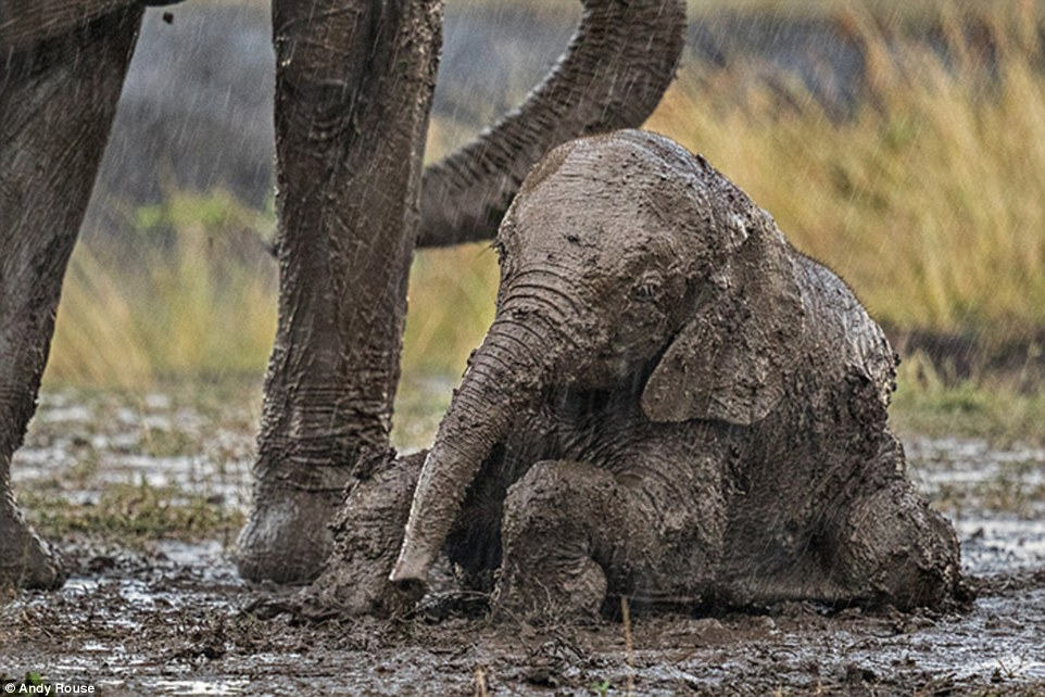Young Calf Asking Elephant For Help 4