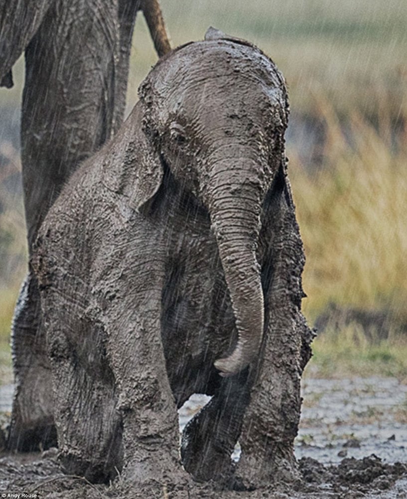 Young Calf Asking Elephant For Help 6
