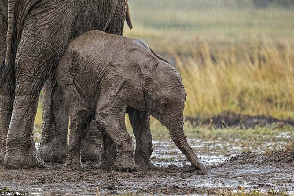 Young Calf Asking Elephant For Help 7