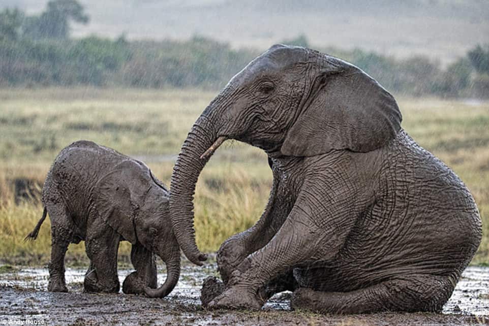 Young Calf Asking Elephant For Help 8
