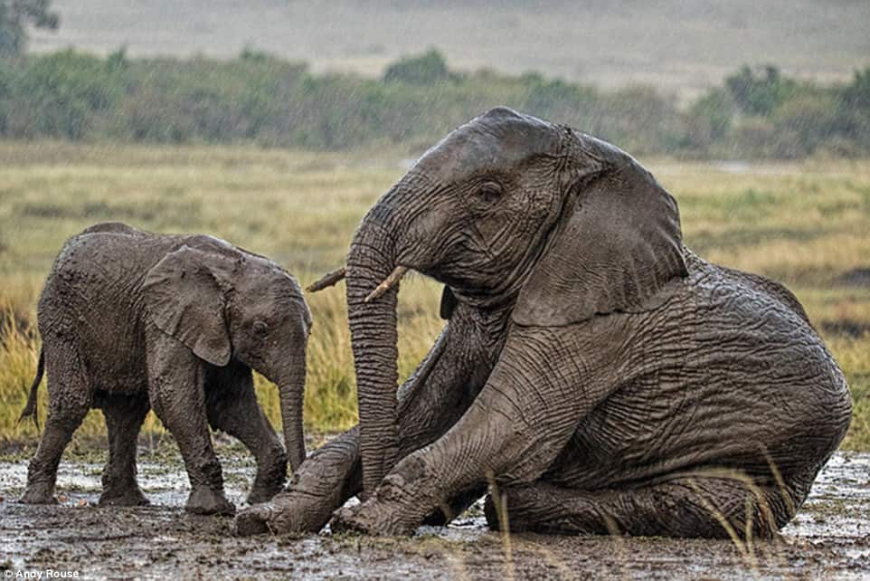 Young Calf Asking Elephant For Help 9