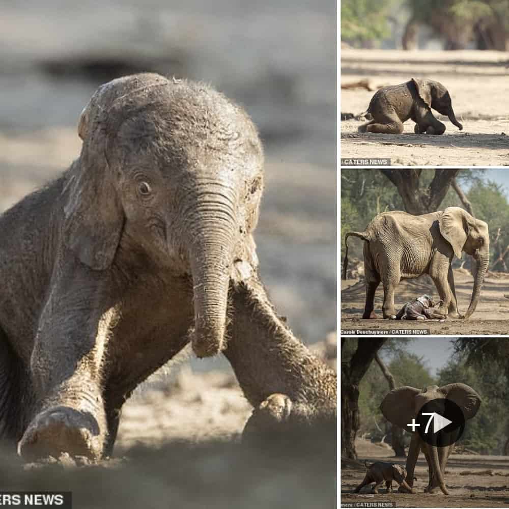 Adorable Baby Elephant Captured Taking Wobbly First Steps And Tumbling