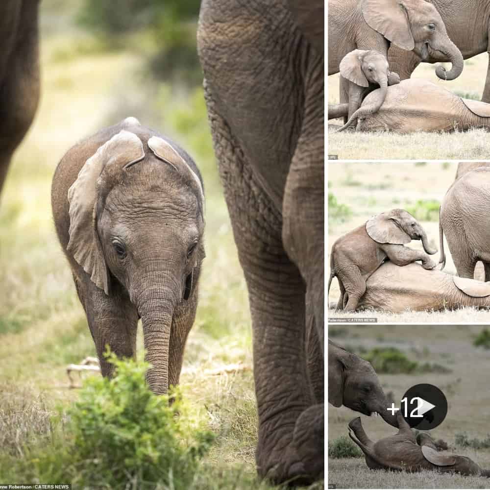 Adorable Baby Elephant Laughs As His Big Brother Tickles Him A Heartwarming Moment Captured