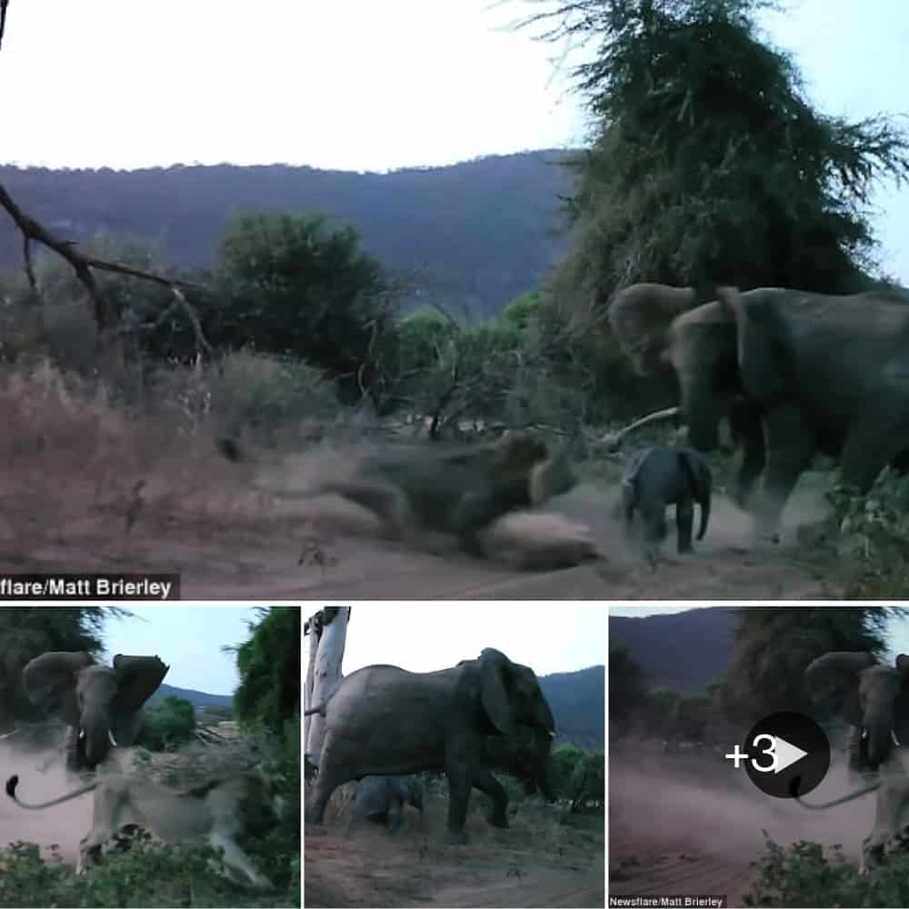 Astonishing Moment Elephant Heroically Defends Calf From Lion Attack