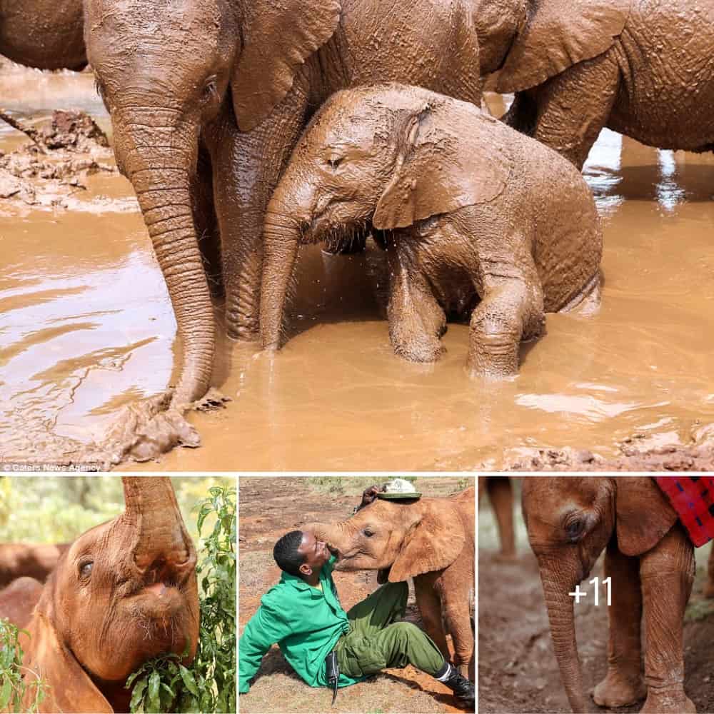 Baby Elephant Rescued From Revenge Attack Finds New Home And Bonds With Keeper
