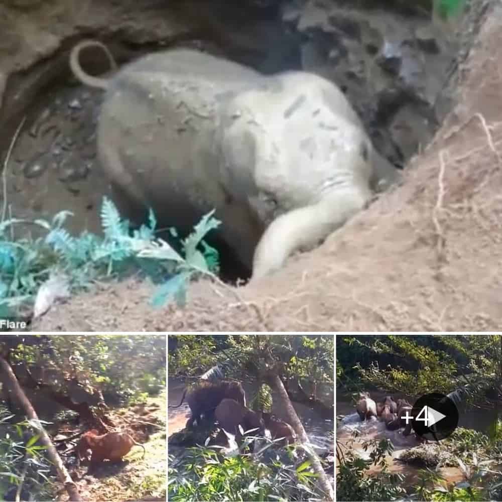 Baby Elephant Rescued From Well, Mother Elephant Shows Gratitude