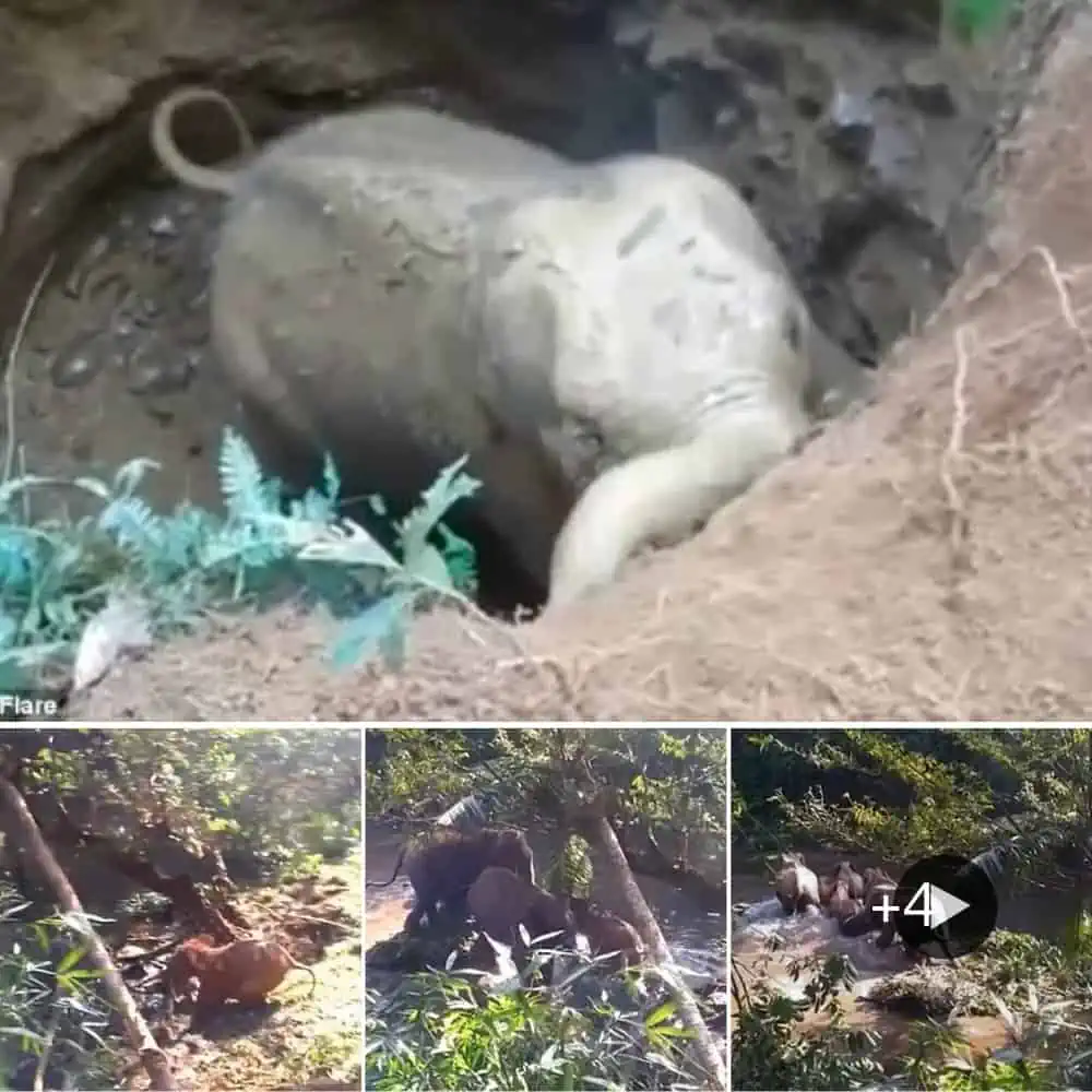 Baby Elephant Rescued From Well, Mother Elephant Shows Gratitude