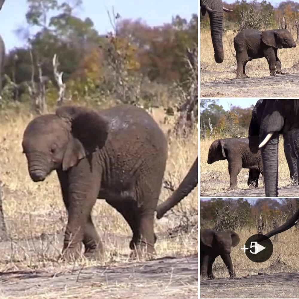 Baby Elephant Struggles For Survival Without Its Trunk