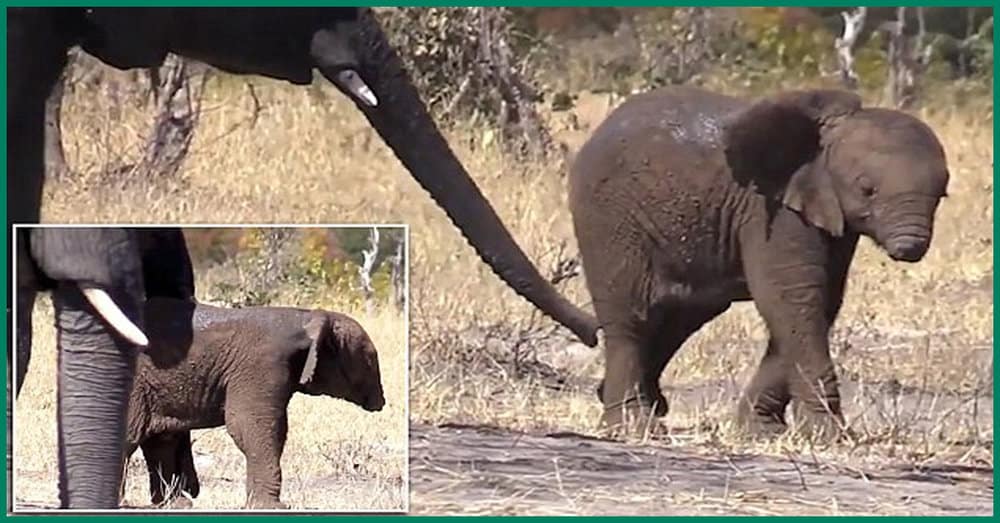 Heartbreaking Sight Baby Elephant Struggles For Survival Without Its Trunk