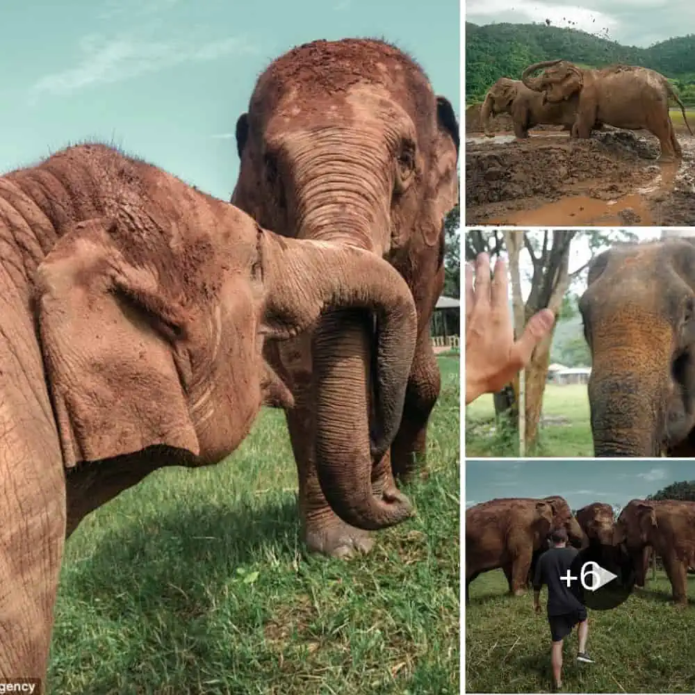 Elephants Celebrate Freedom After Decades Of Forced Labor In Thailand