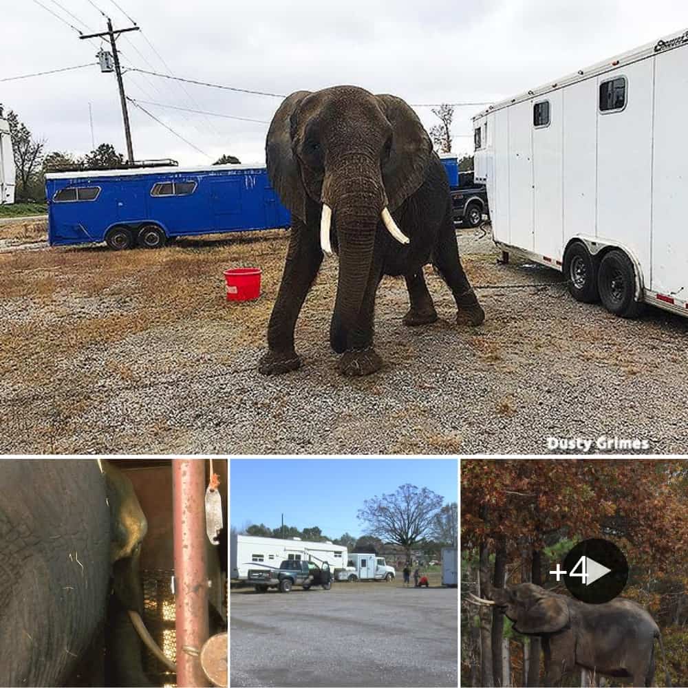 Former Circus Elephant Finally Finds Freedom After Over 30 Years In Captivity