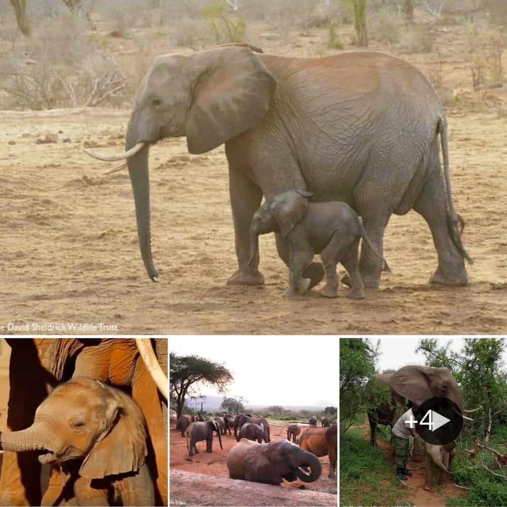 Former Orphan Elephant Introduces Her Baby To The Wildlife Sanctuary That Saved Her Life