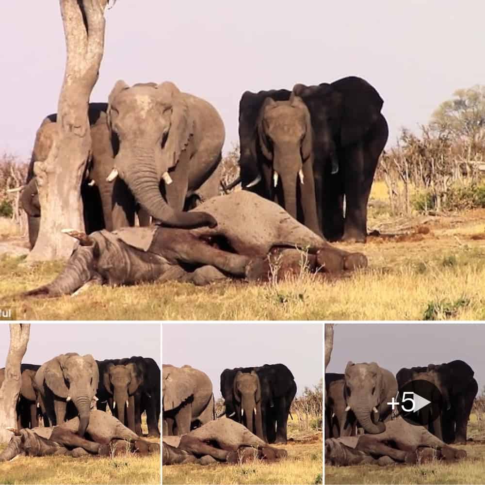 Grieving Elephants Stand Vigil For Fallen Friend, Showcasing Deep Bonds Within The Herd