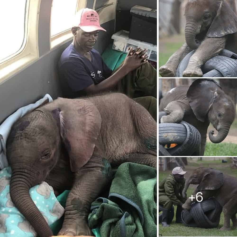The Inspiring Story Of Two Baby Elephants Rescued And Nursed Back To Health In Zimbabwe
