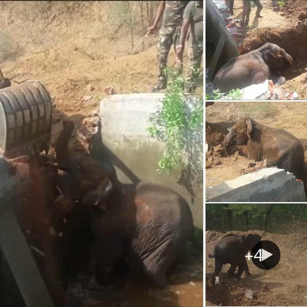 Touching Video Captures Baby Elephant’s Rescue Using Excavator