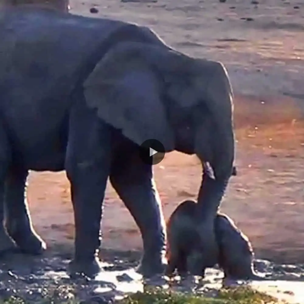 Watch How A Baby Elephant’s Post Bath Antics Show The Power Of A Mother’s Patience