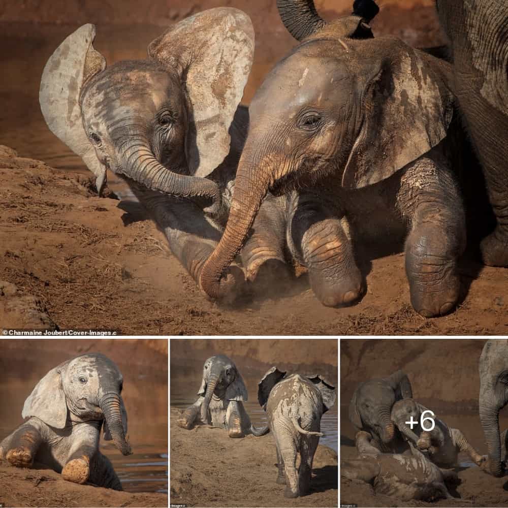 Young Elephants Make A Splash As They Play In A Watering Hole