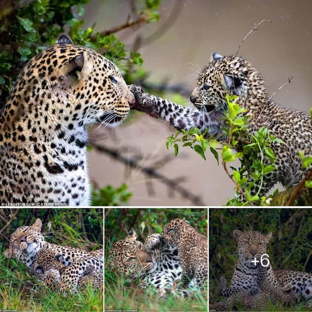 Mother leopard lovingly hugs her cubs in heartwarming scenes