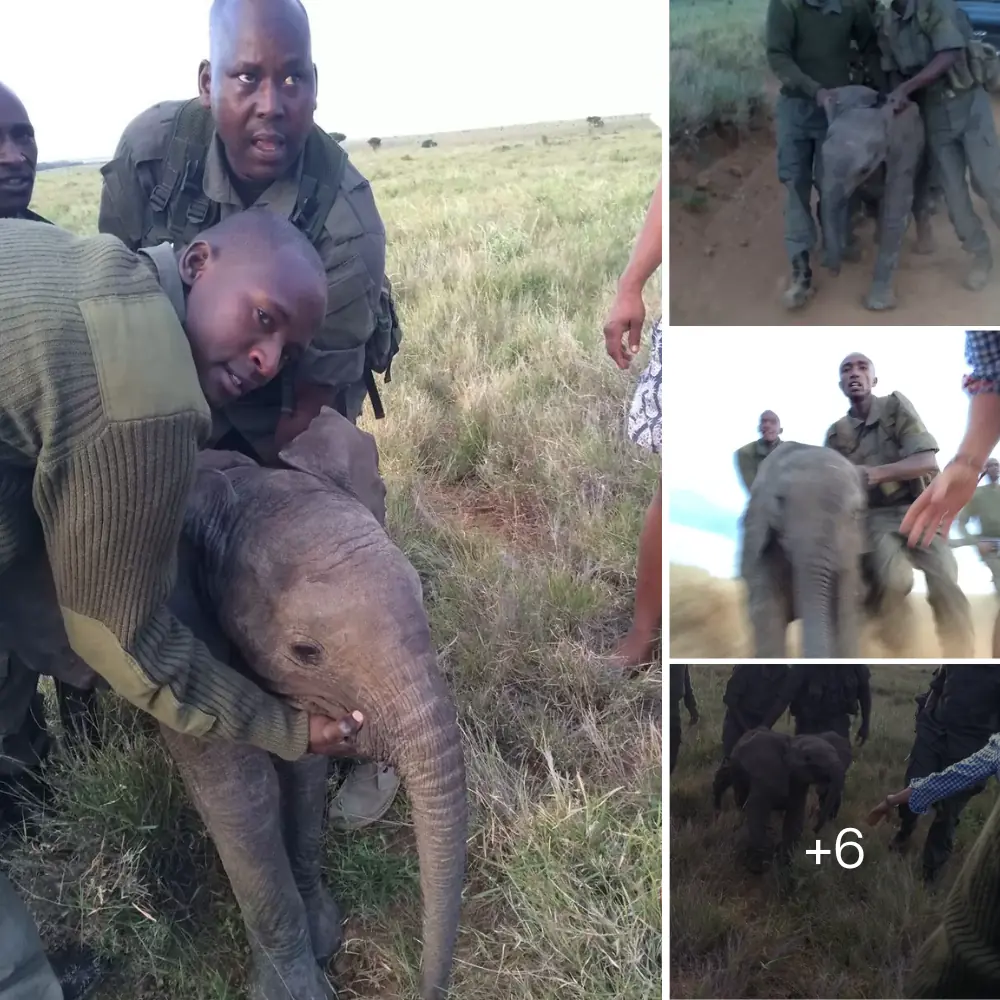 Lost Baby Elephant Reunited With Herd Thanks To Dedicated Rangers