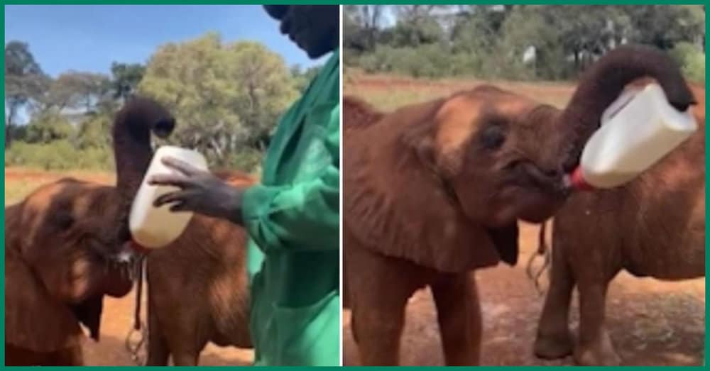 Baby Elephant Learns To Hold Feeding Bottle Cuteness Overload!