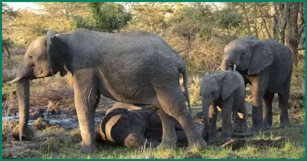 Heartwarming Farewell Elephant Calves Comfort Their Ailing Mother