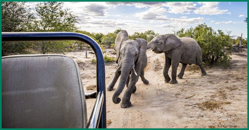 Captivating Photos Show Playful Baby Elephants Engaging In A Friendly
