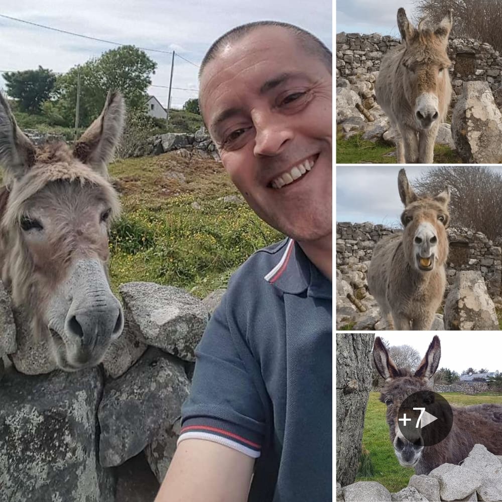Meet Harriet The ‘Opera Singing’ Donkey Captivating Audiences in