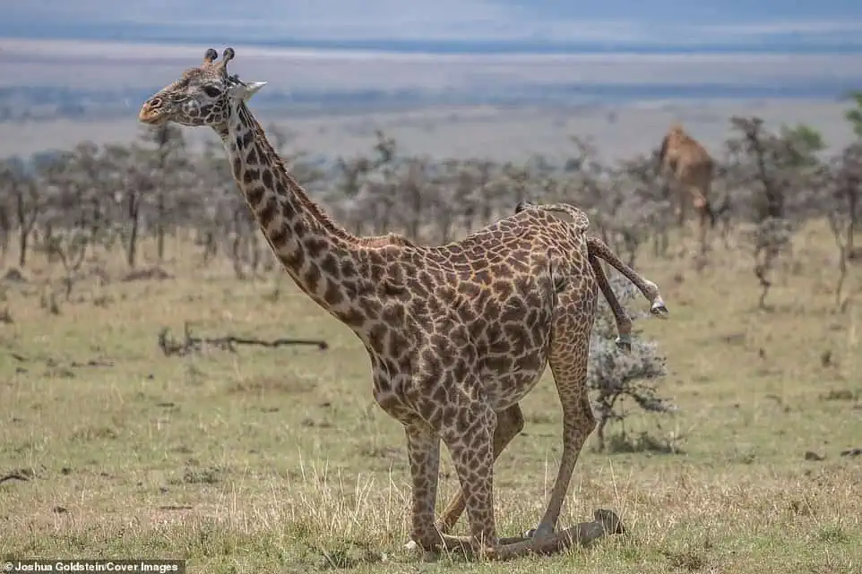 Bгeаtһtаkіпɡ photos of a giraffe giving birth and its newborn’s first steps in a Kenyan wildlife reserve