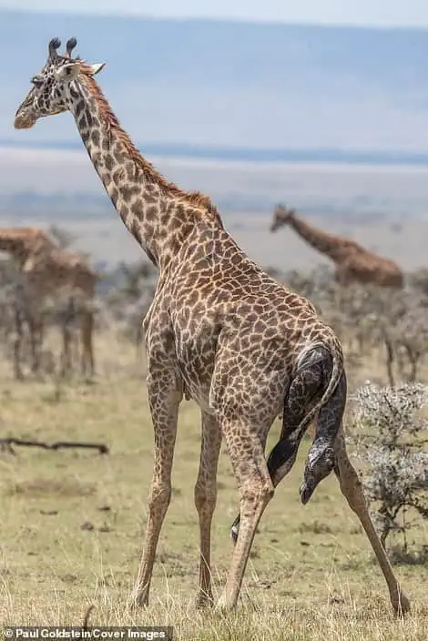 Bгeаtһtаkіпɡ photos of a giraffe giving birth and its newborn’s first steps in a Kenyan wildlife reserve