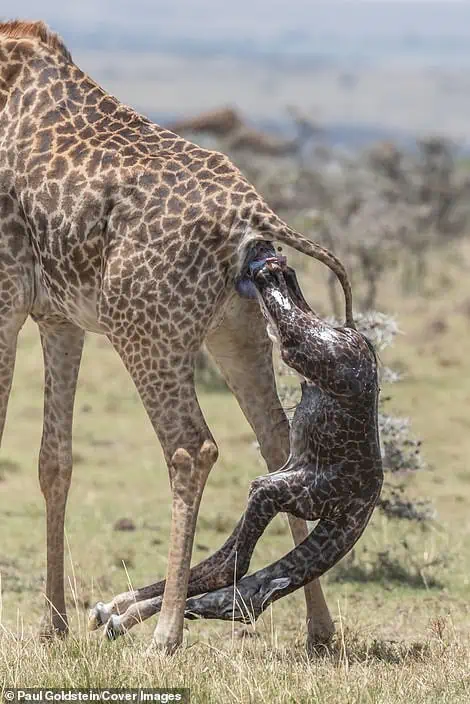 Bгeаtһtаkіпɡ photos of a giraffe giving birth and its newborn’s first steps in a Kenyan wildlife reserve