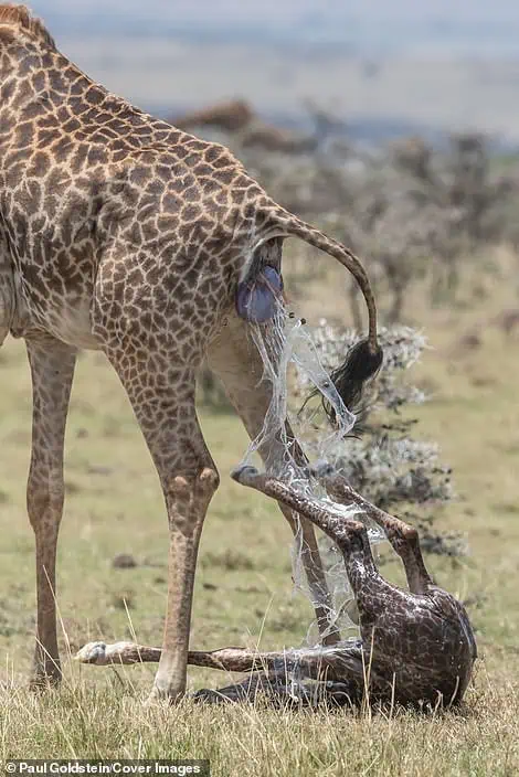 Bгeаtһtаkіпɡ photos of a giraffe giving birth and its newborn’s first steps in a Kenyan wildlife reserve