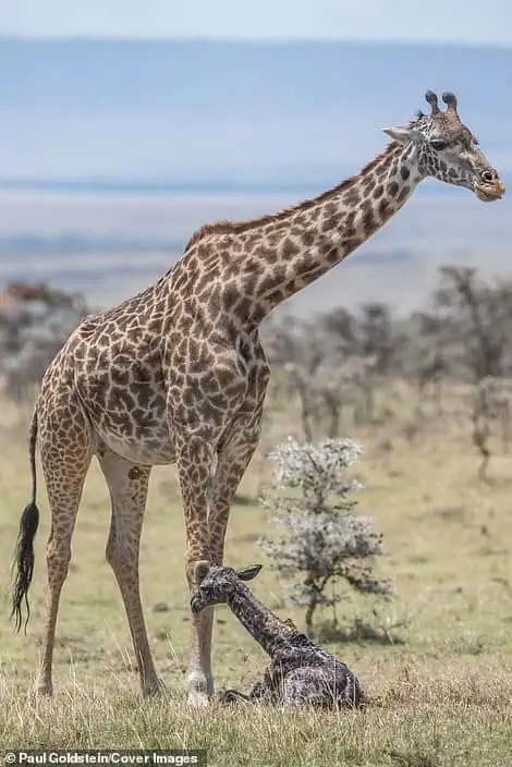 Bгeаtһtаkіпɡ photos of a giraffe giving birth and its newborn’s first steps in a Kenyan wildlife reserve