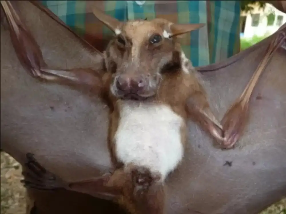 Meet the ‘Grandpa’ Bat: A quirky, furry creature with a canine twist