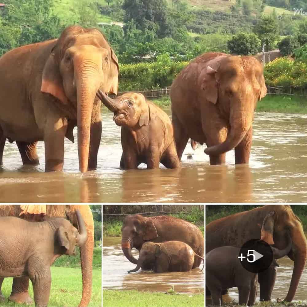 A Baby Elephant’s Adorable Mischief How Love Wins The Day!
