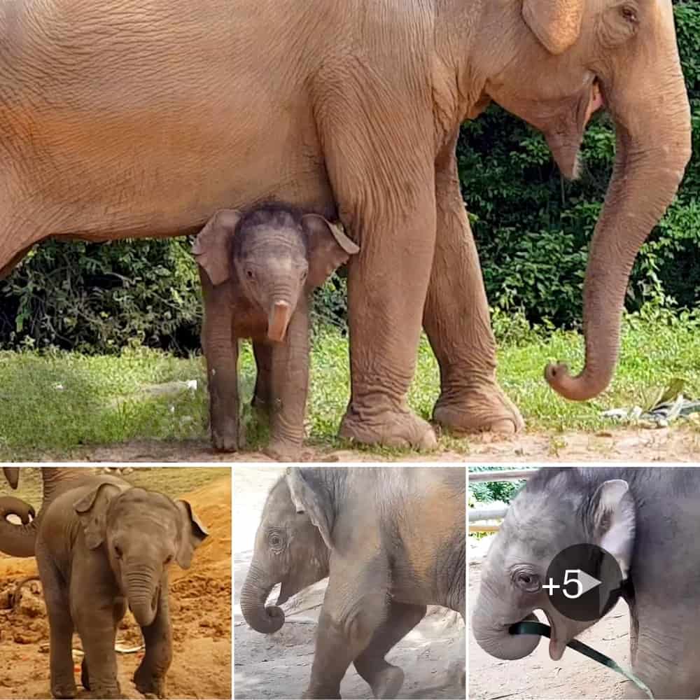 Adorable Baby Elephant Melts Hearts With Innocent Actions