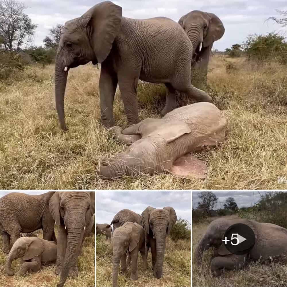 Adorable Napping Elephant Calf Craves Treats Even While Dozing Off