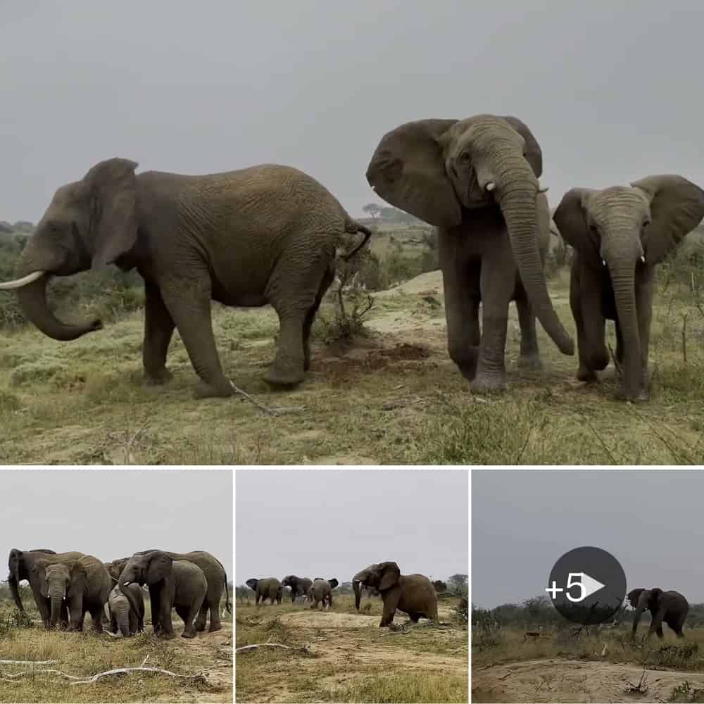 Elephants And Impala Unite In A South African Wildlife Reserve