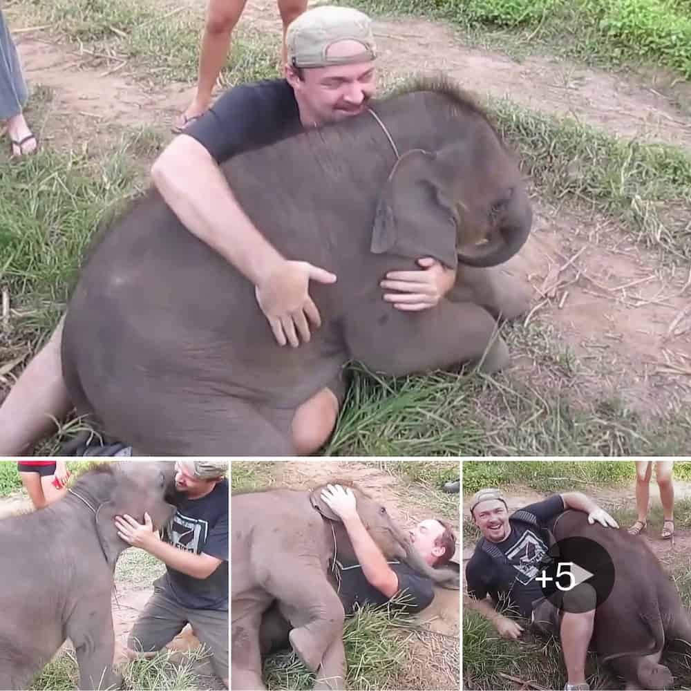 Heartwarming Encounter Baby Elephant Loves To Cuddle With Tourists