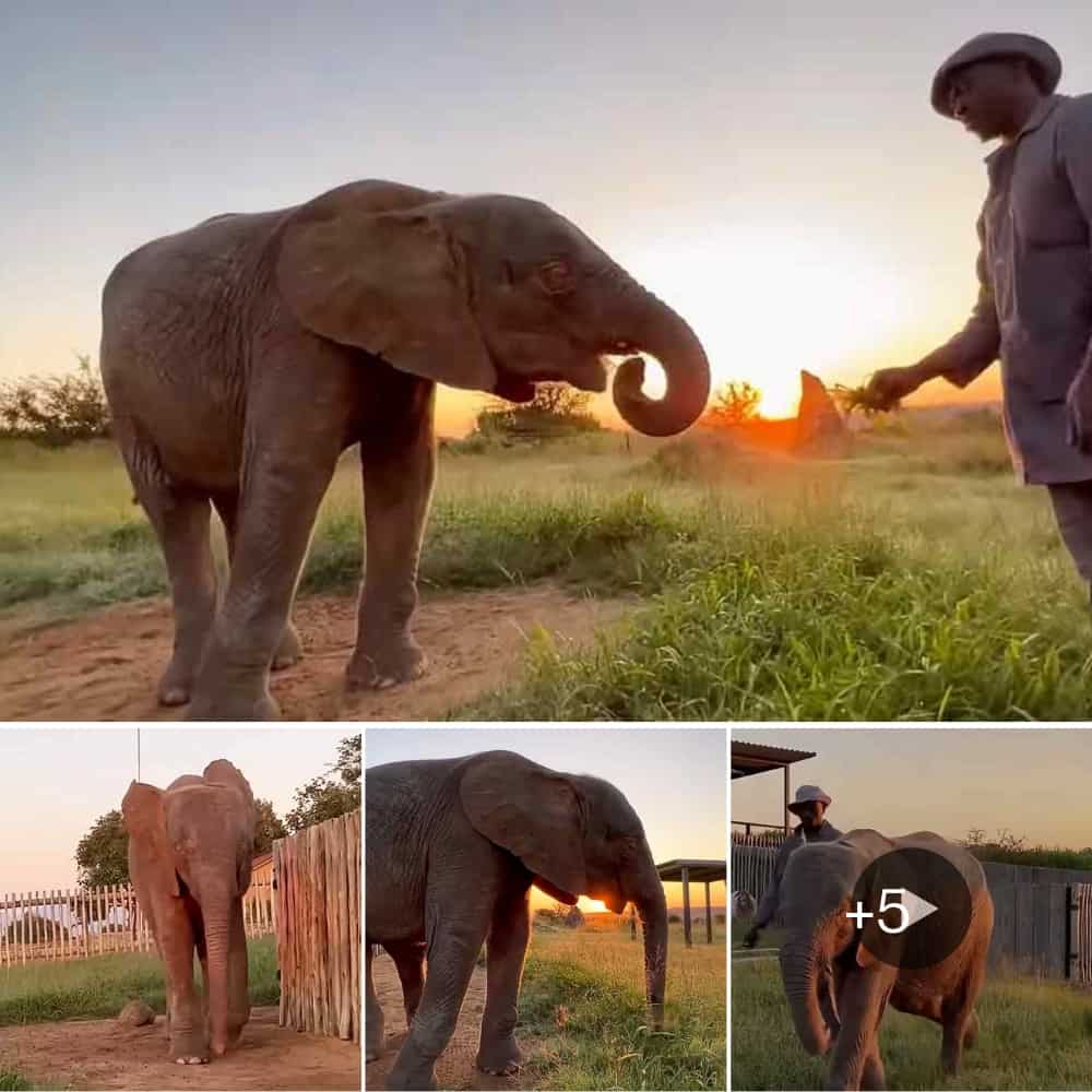 Heartwarming Moment Albino Elephant Enjoys Morning Breakfast With Caregiver