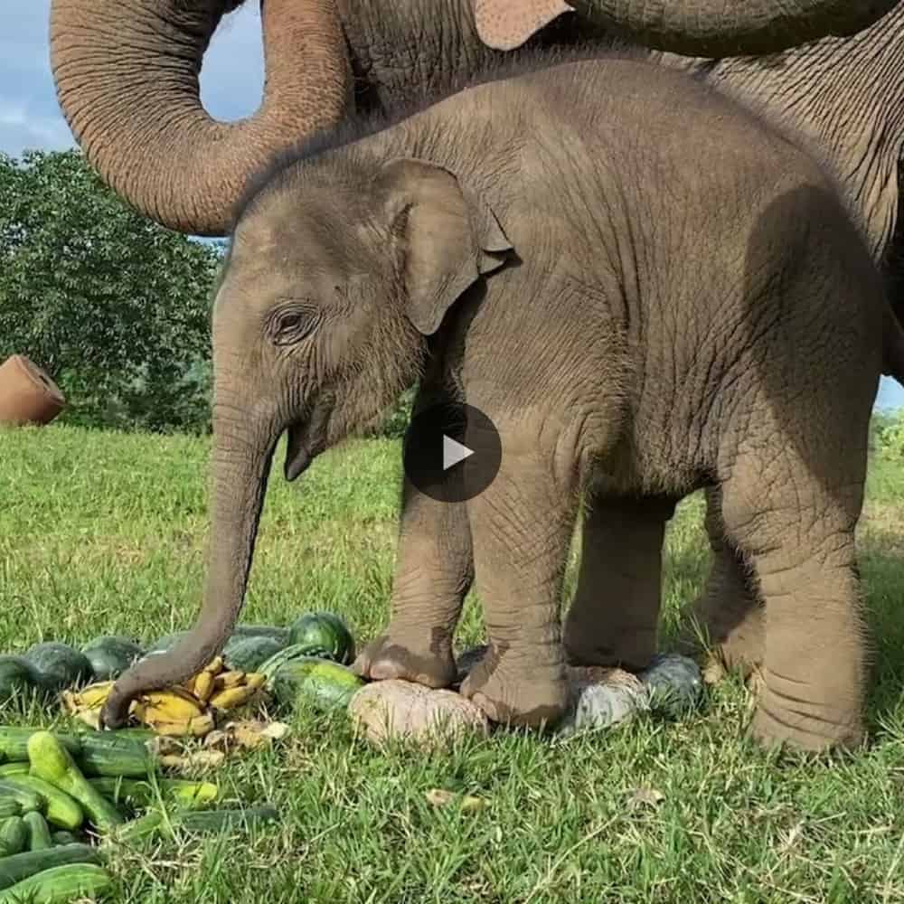 Heartwarming Moment Mama Elephant Teaches Her Baby To Eat Pumpkin