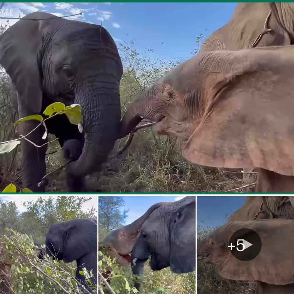 Heartwarming Playdate Adorable Albino Elephant Bonds With Her Favorite Playmate